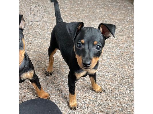 PoulaTo: Pinscher mini